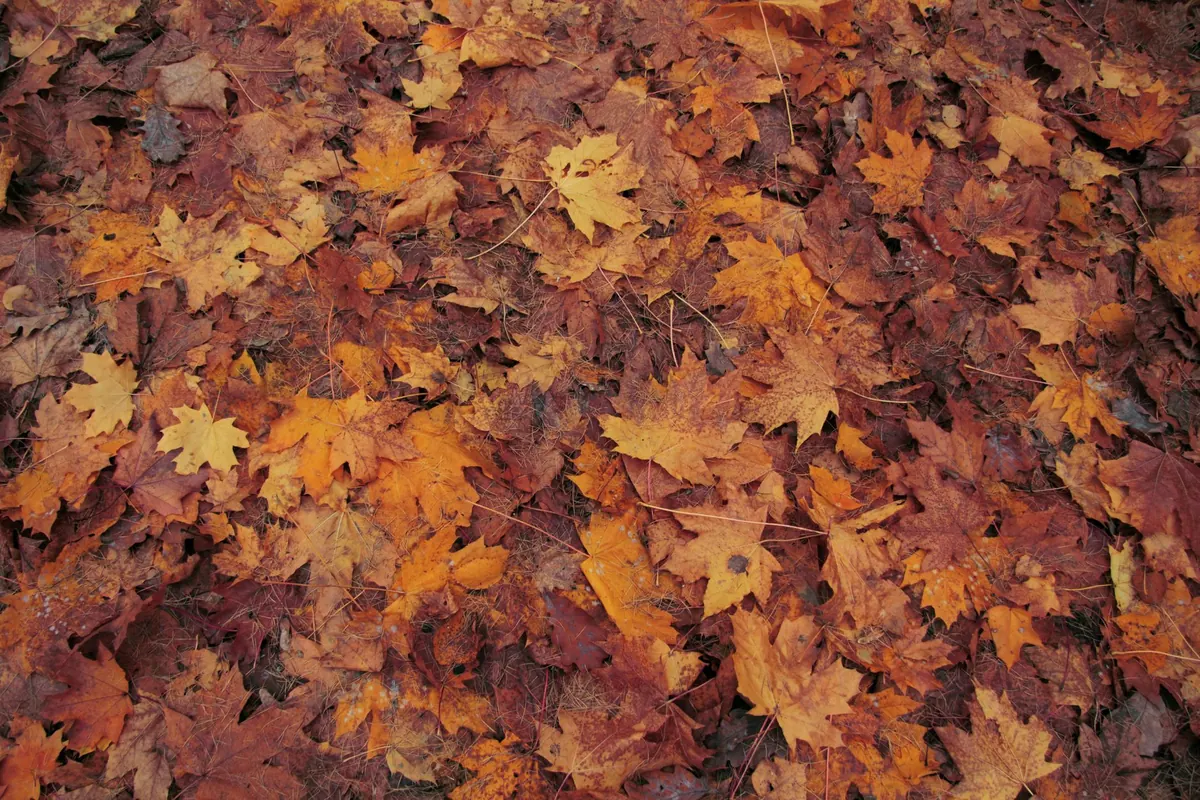 Seasonal Content Curation: Planning Your Autumn and Winter Digests